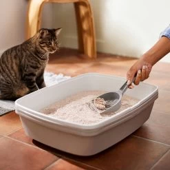 Frisco Natural Unscented Clumping Grass Cat Litter -Purrfect Litter Shop 132396 PT4. AC SS1800 V1659023512