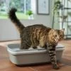 Frisco Sifting Cat Litter Box, Large -Purrfect Litter Shop 155658 MAIN. AC SS1800 V1675280052