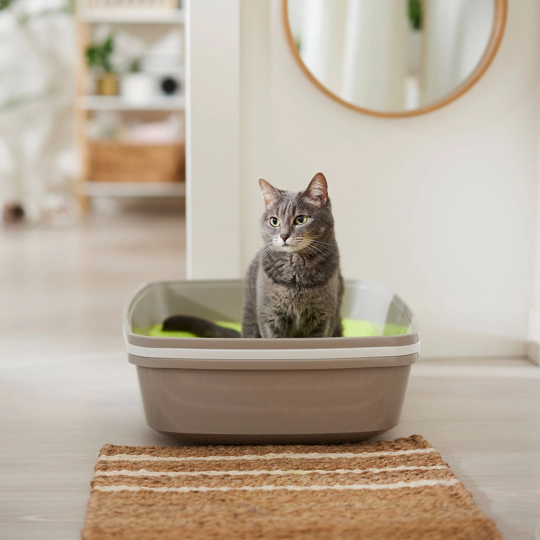 NEON Litter Unscented Clumping Crystal Cat Litter 6 NEON Litter Unscented Clumping Crystal Cat Litter - Image 4