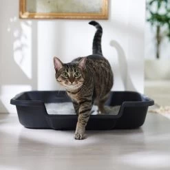 Noba Soy Ultra Clumping Cat Litter, 10-L Bag -Purrfect Litter Shop 277484 PT3. AC SS1800 V1680789563