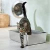 Frisco Stainless Steel Cat Litter Box -Purrfect Litter Shop 309857 MAIN. AC SS1800 V1675279582