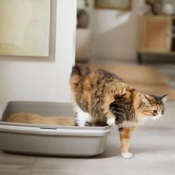 World's Best Low Tracking & Dust Control Multiple Cat Litter -Purrfect Litter Shop 367107 PT3. AC SS1800 V1680789560