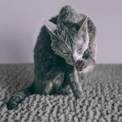 CatGuru Litter Mat, Gray 12 CatGuru Litter Mat, Gray -Purrfect Litter Shop 641030 PT4. AC SS1800 V1663797989