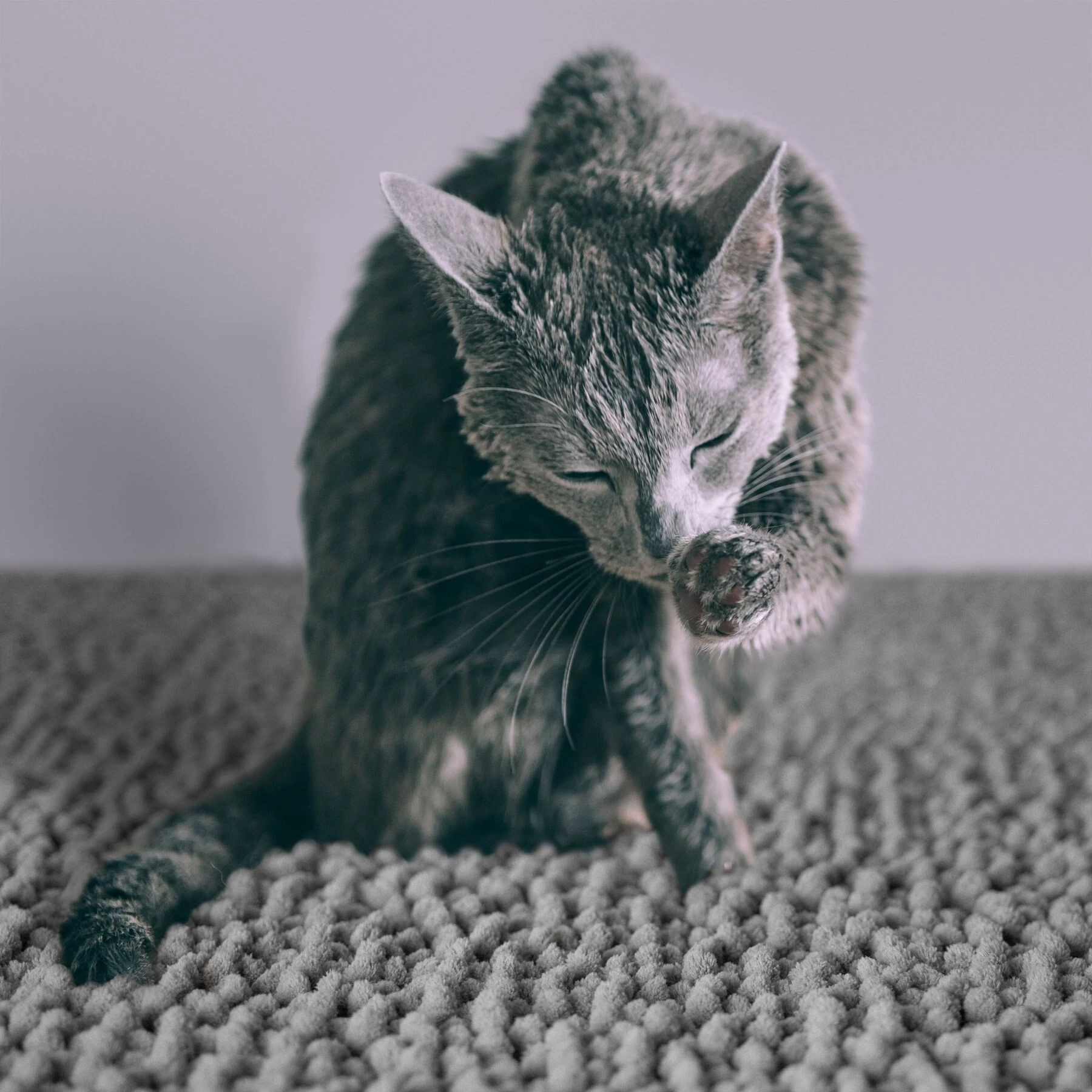 CatGuru Litter Mat, Gray 7 CatGuru Litter Mat, Gray - Image 5