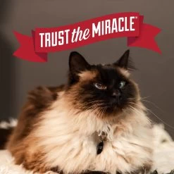 Nature's Miracle Multi-Cat Clumping Clay Cat Litter, 40-lb Bag -Purrfect Litter Shop 767550 PT7. AC SS1800 V1675442941