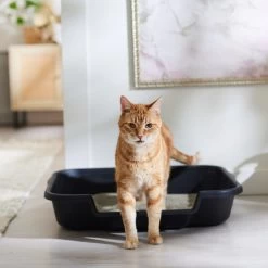 Arm & Hammer Litter Clump & Seal Multi-Cat Scented Clumping Clay Cat Litter -Purrfect Litter Shop 78026 PT3. AC SS1800 V1680789649