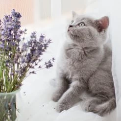 Naturally Fresh Harmony Lavender & Bamboo Scented Clumping Cat Litter -Purrfect Litter Shop 961182 PT7. AC SS1800 V1697716251